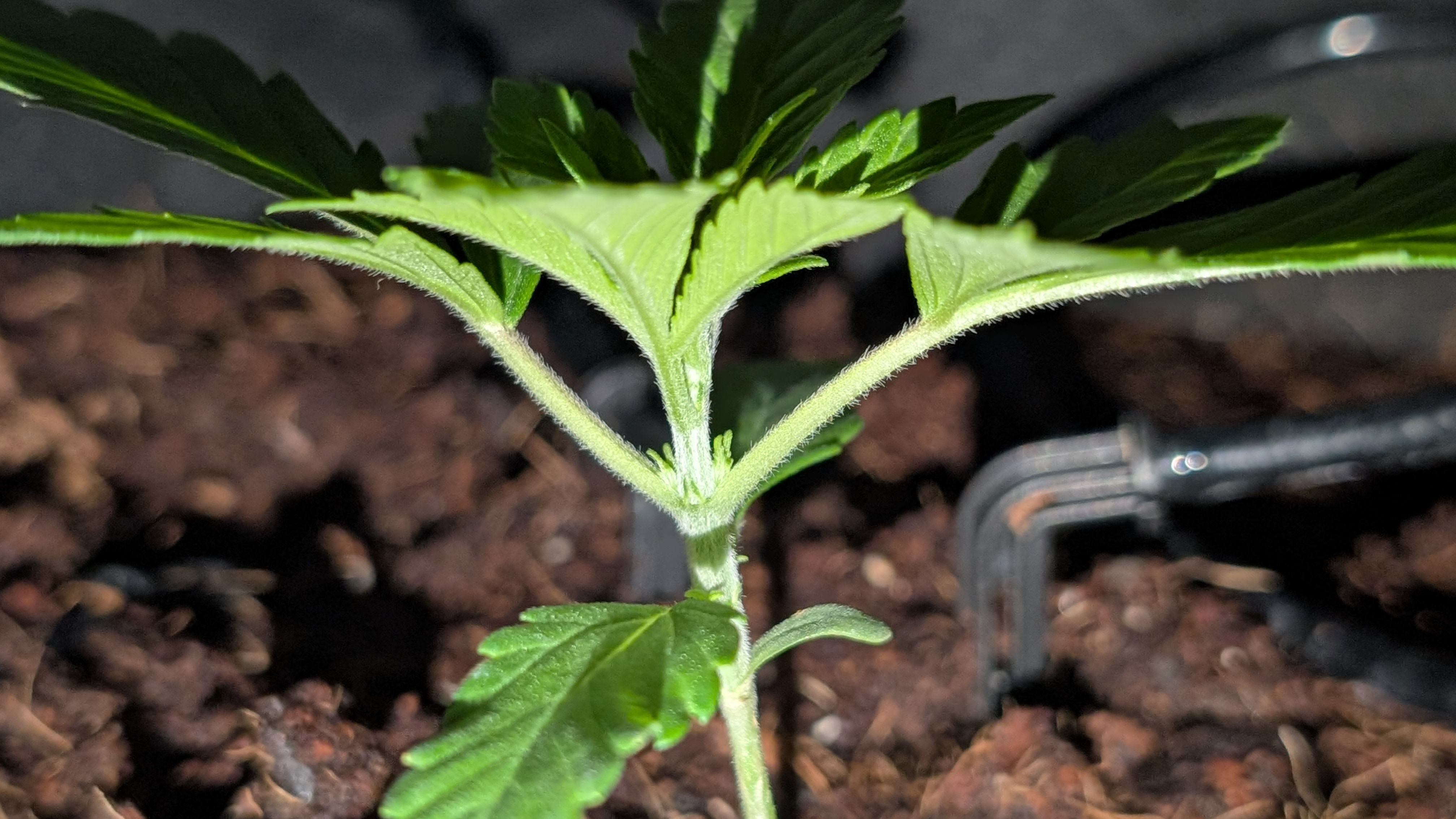 Critical Kush — vegetative, day 9