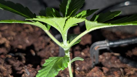 Critical Kush — vegetative, day 9