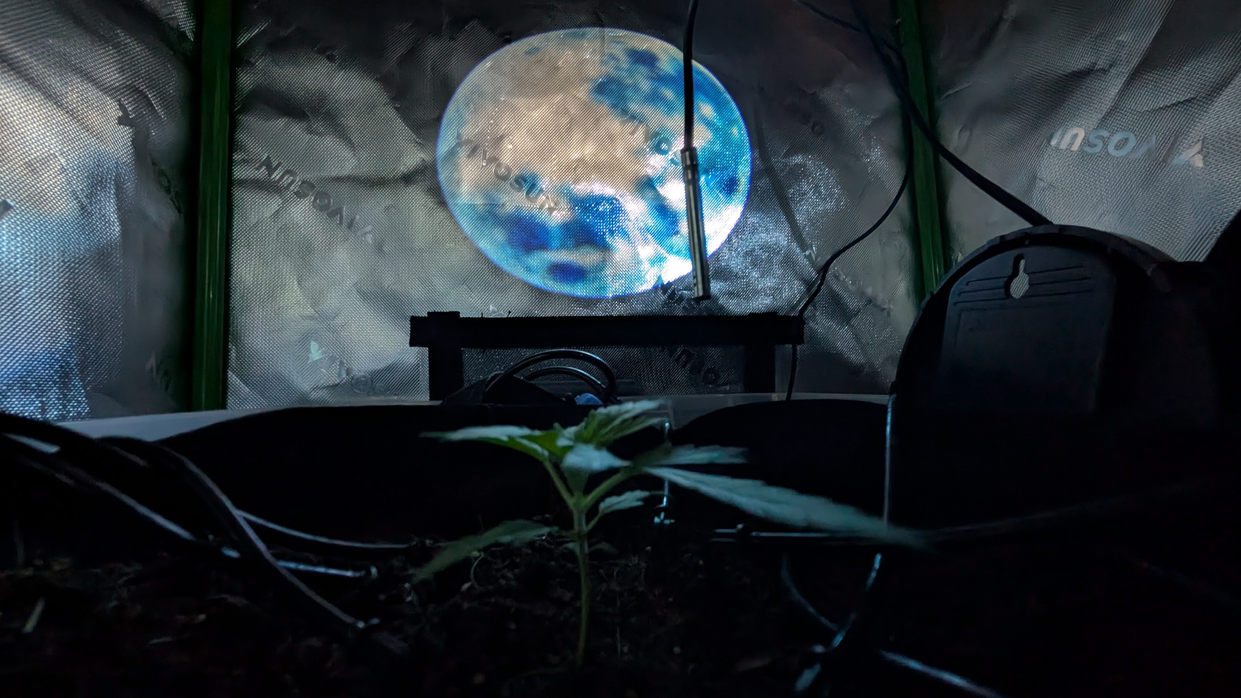 Critical Kush — vegetative, day 9