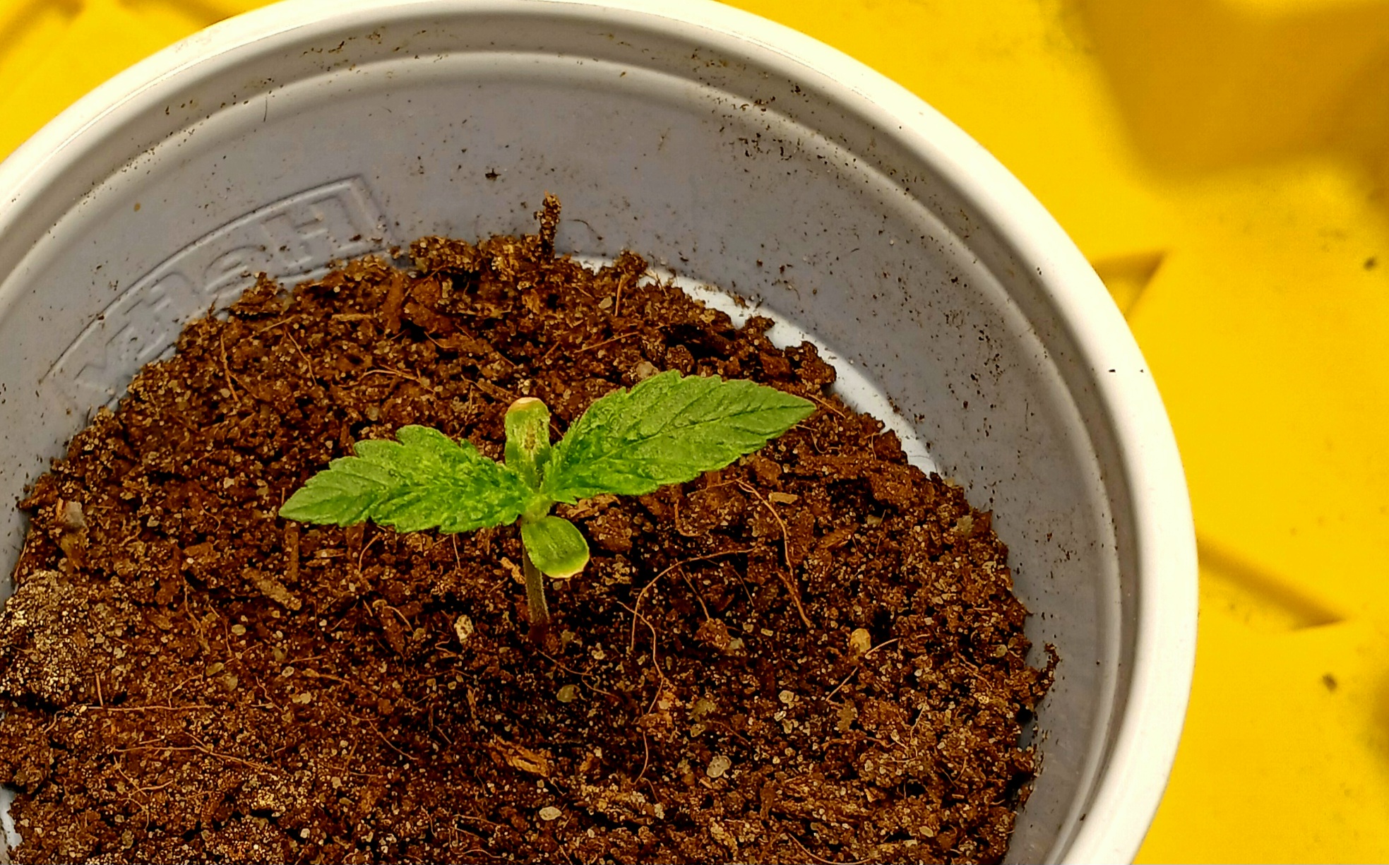 Blockhea — seedling_rooting, day 9