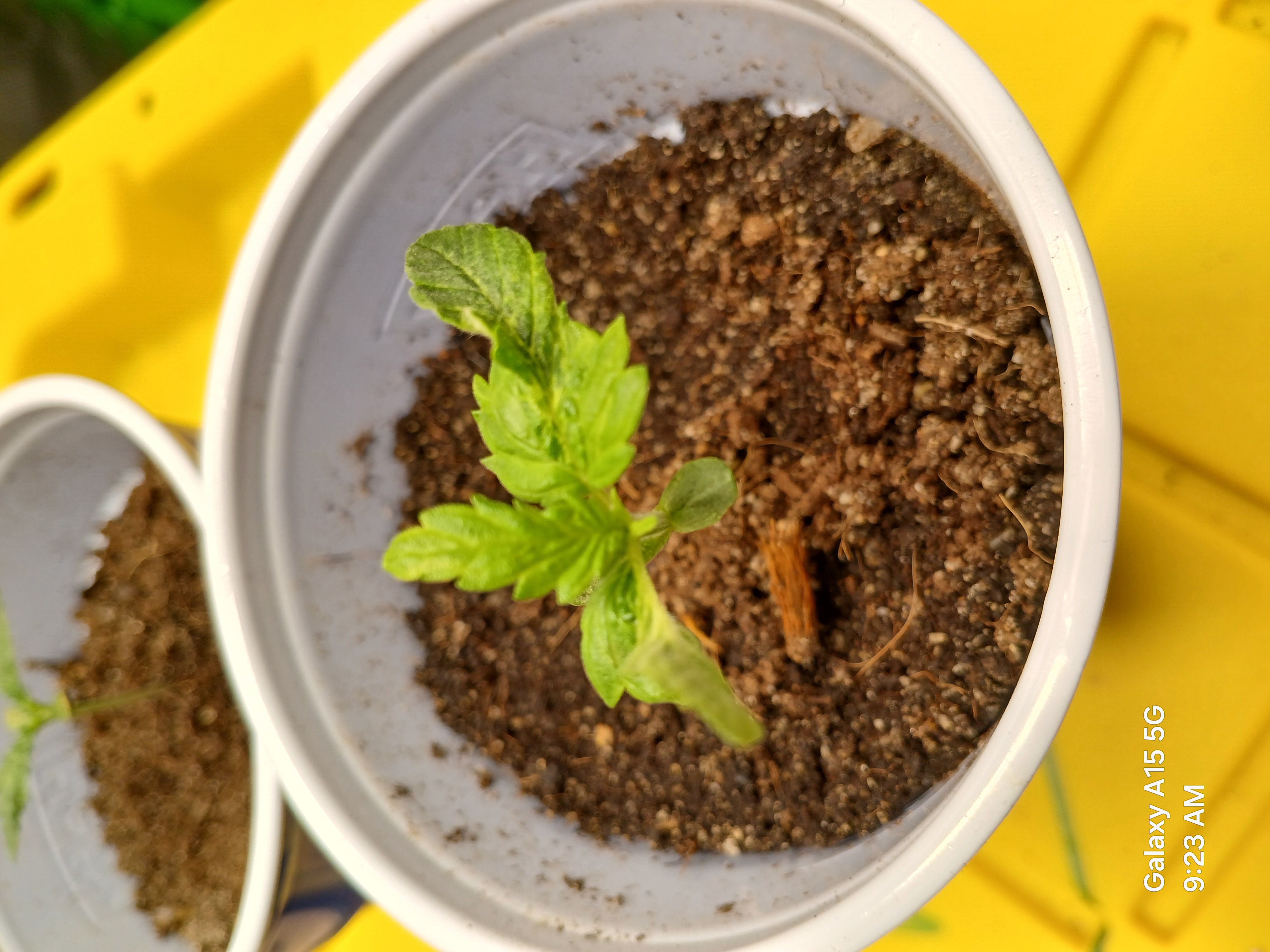 Blockhea — seedling_rooting, day 9