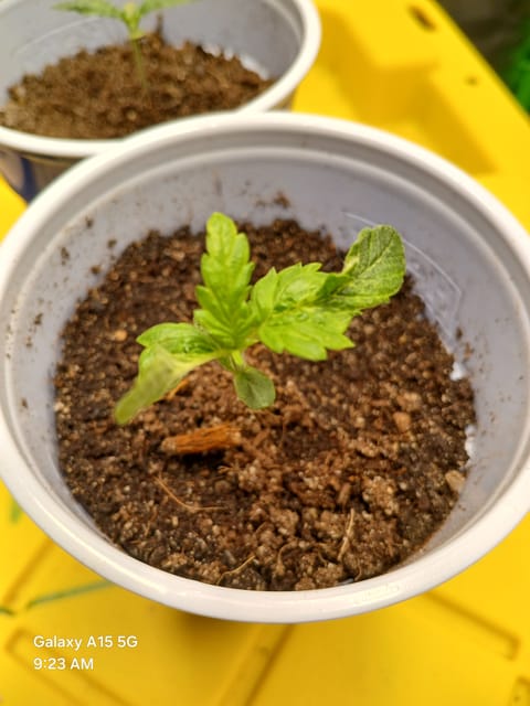 Blockhea — seedling_rooting, day 9