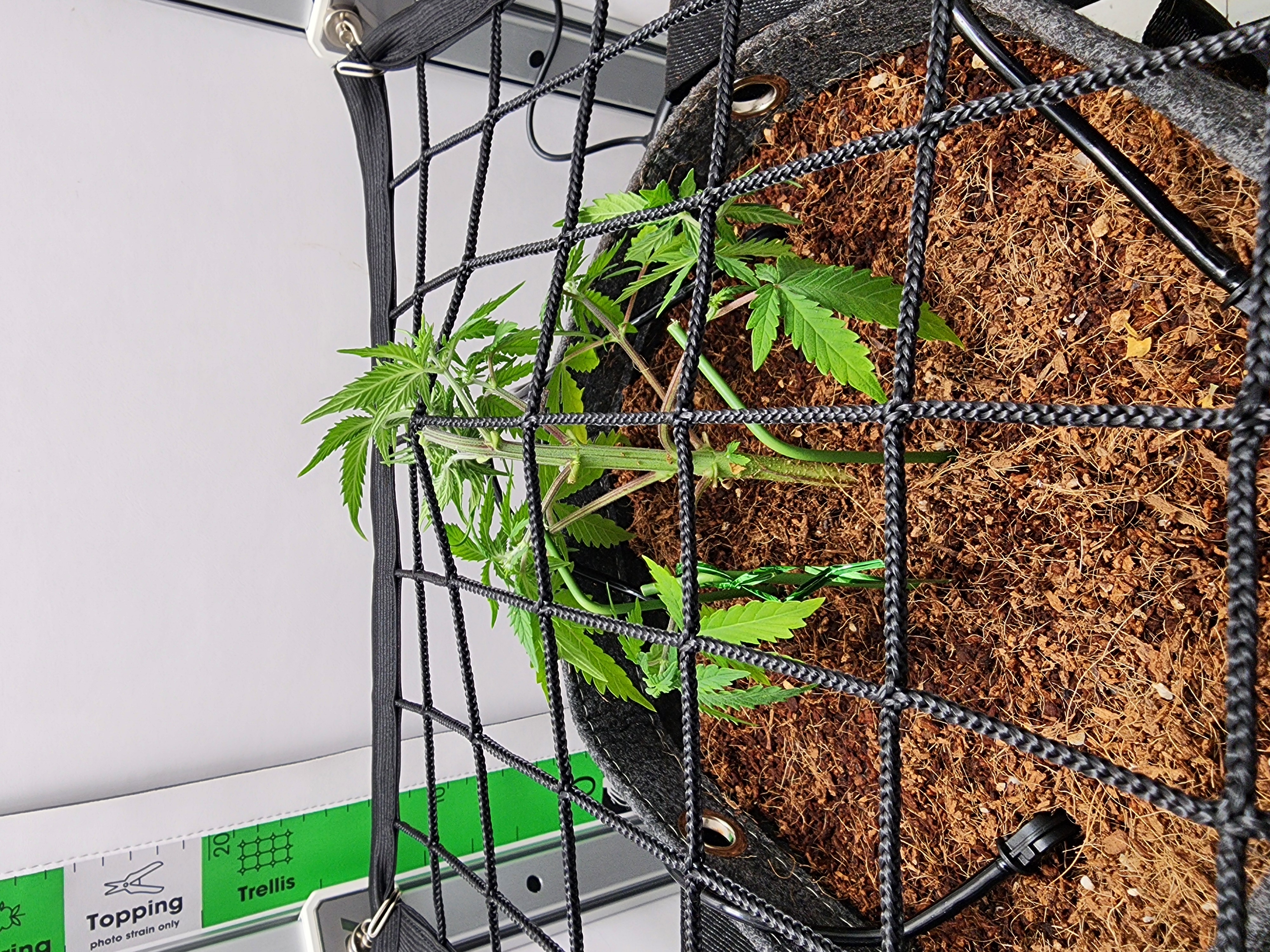 First Auto Grow — vegetative, day 43