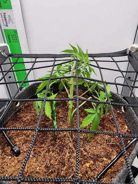First Auto Grow — vegetative, day 43