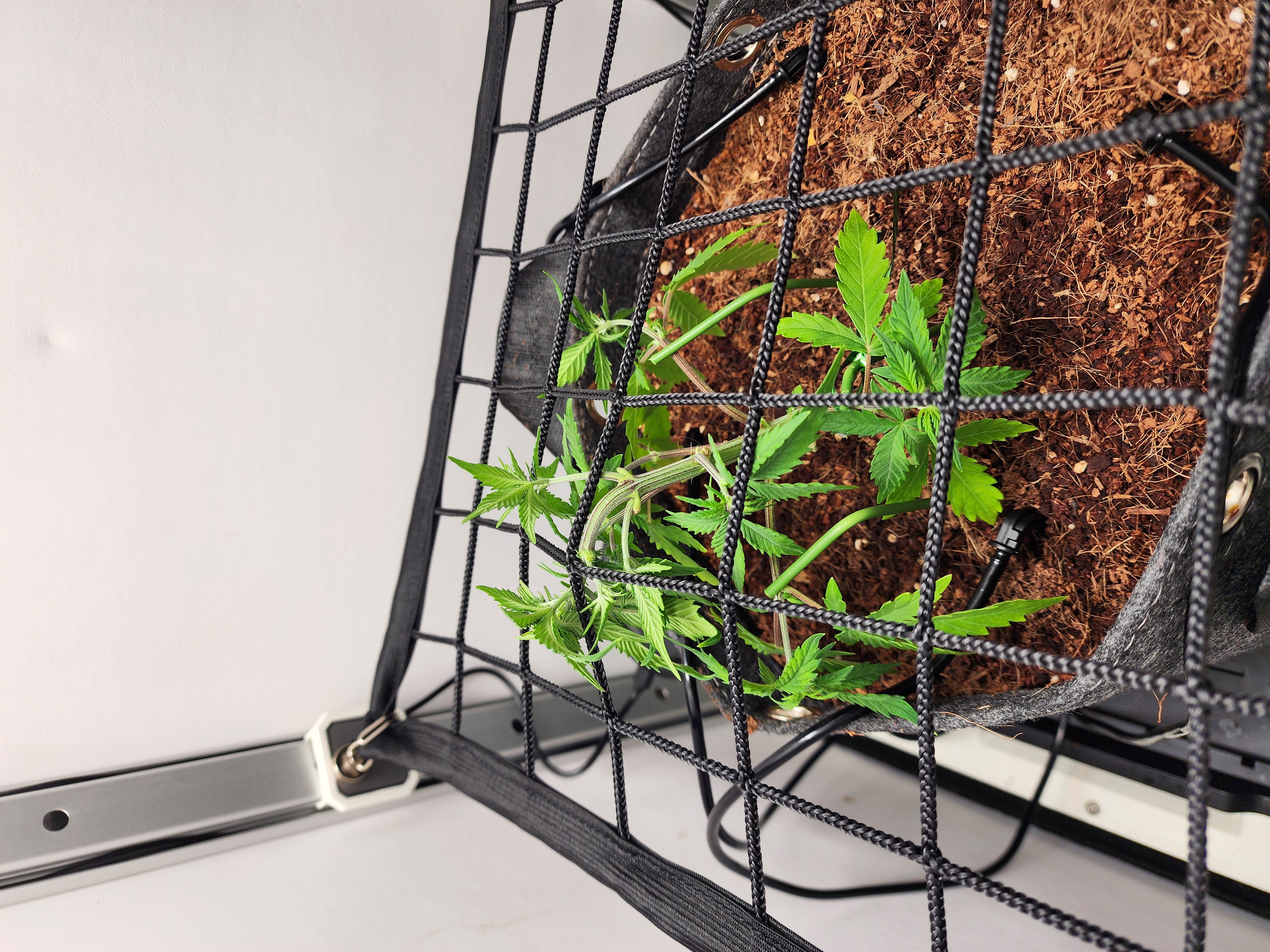 First Auto Grow — vegetative, day 43