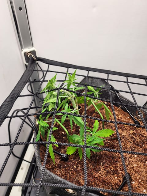First Auto Grow — vegetative, day 43