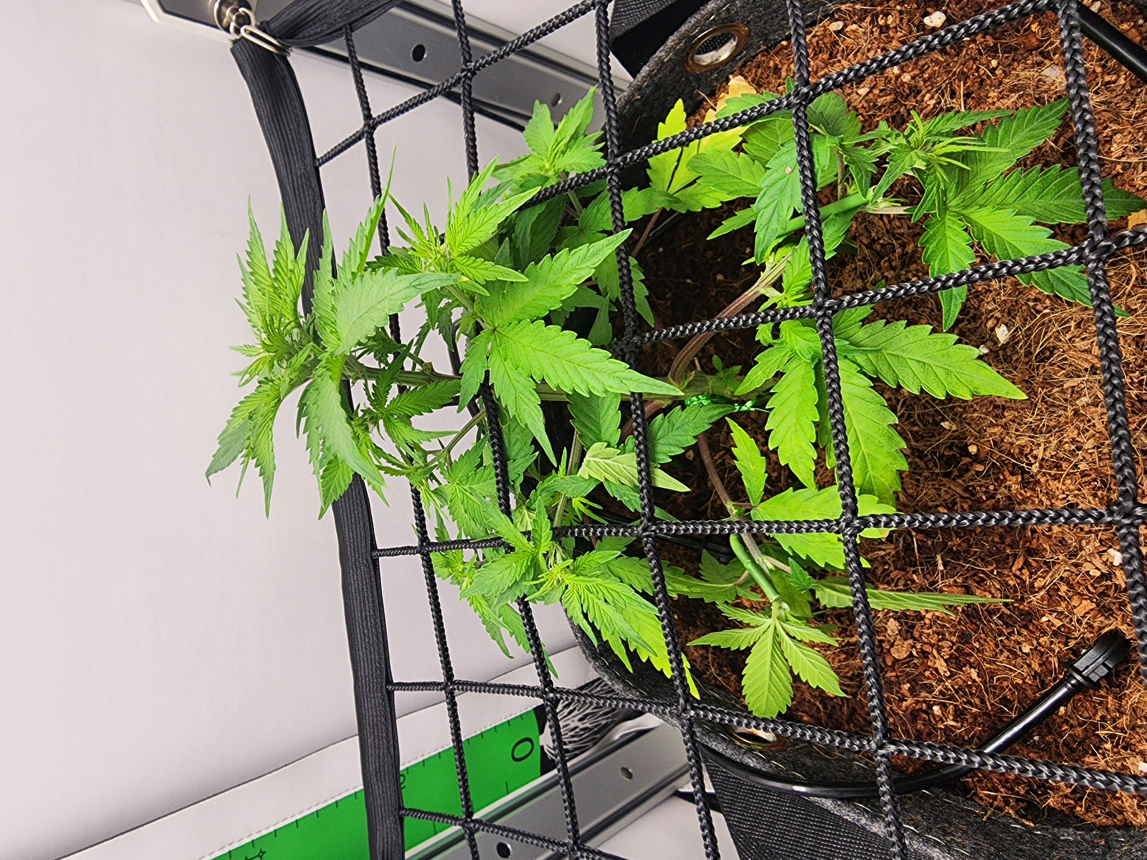 First Auto Grow — vegetative, day 48