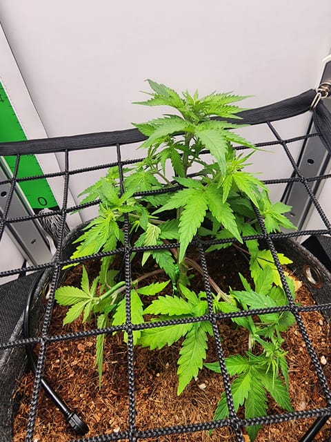 First Auto Grow — vegetative, day 48