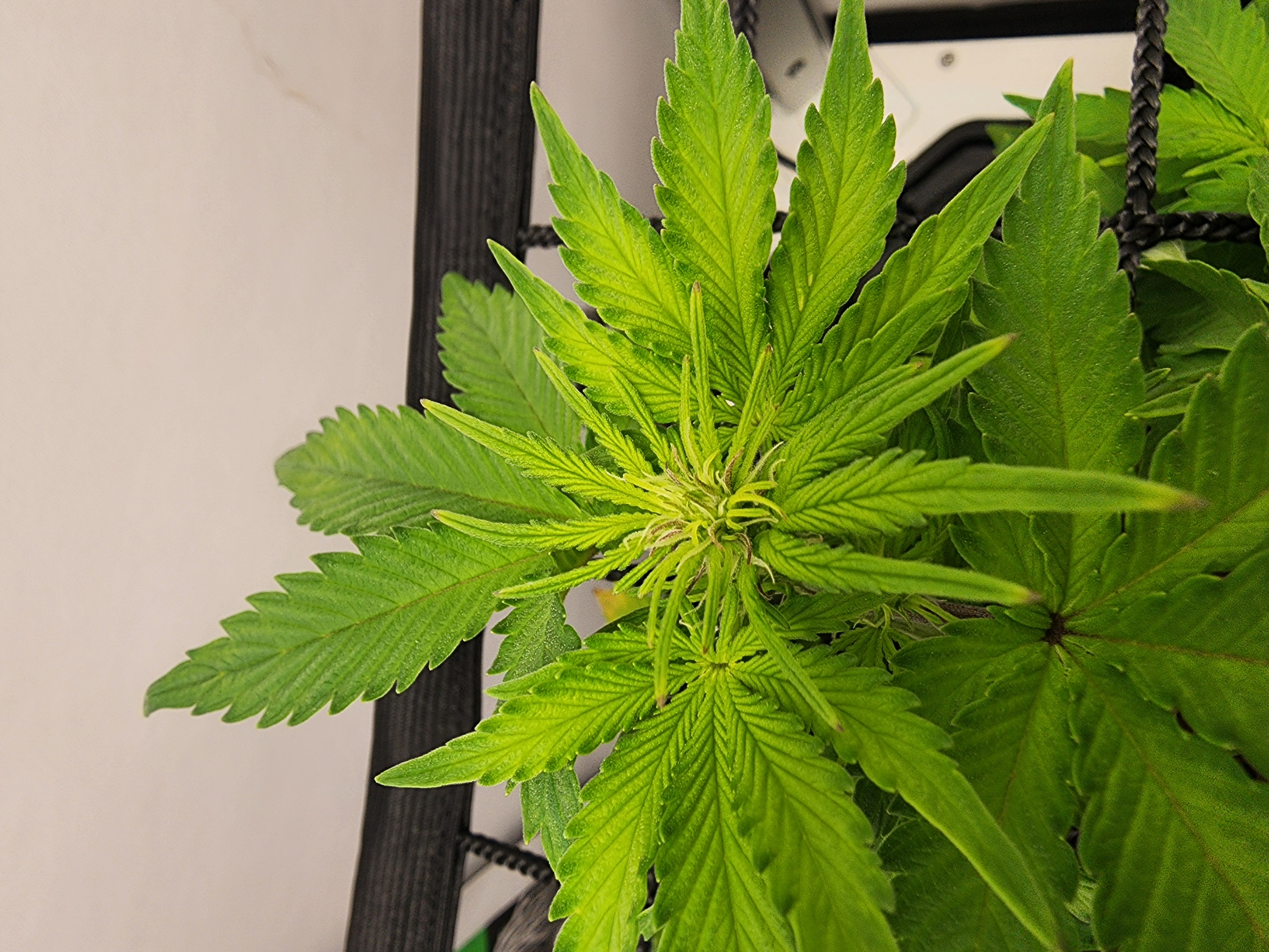 First Auto Grow — vegetative, day 48