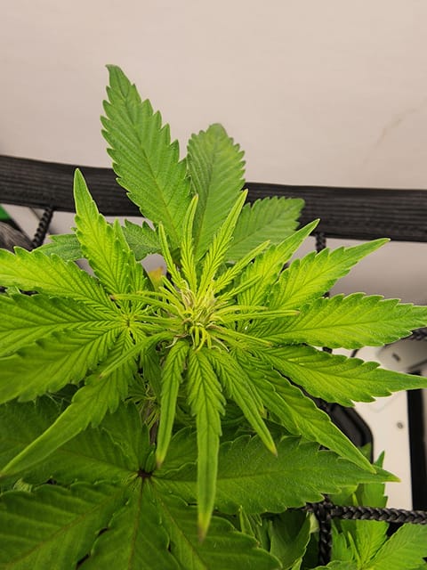 First Auto Grow — vegetative, day 48