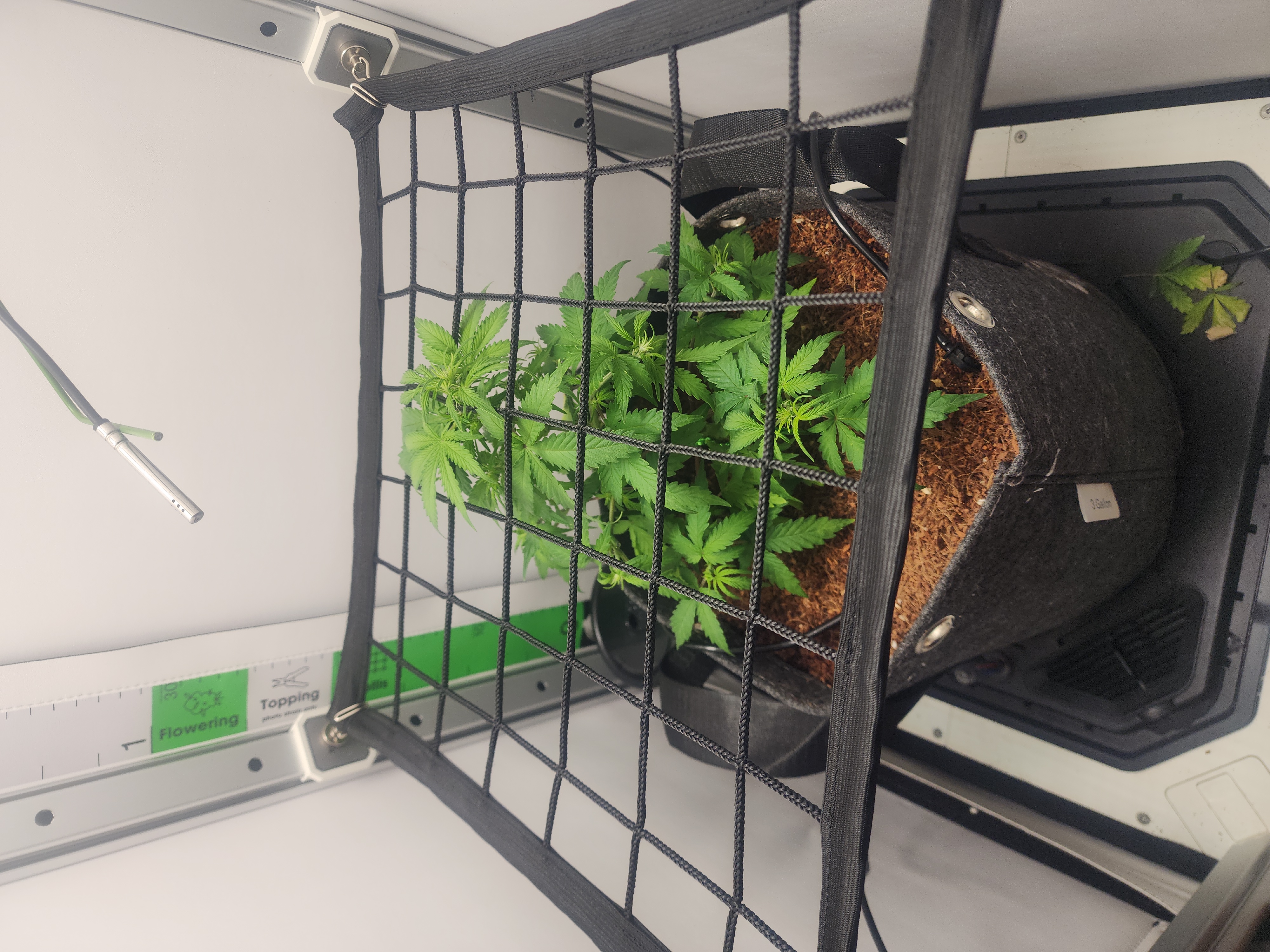 First Auto Grow — vegetative, day 50