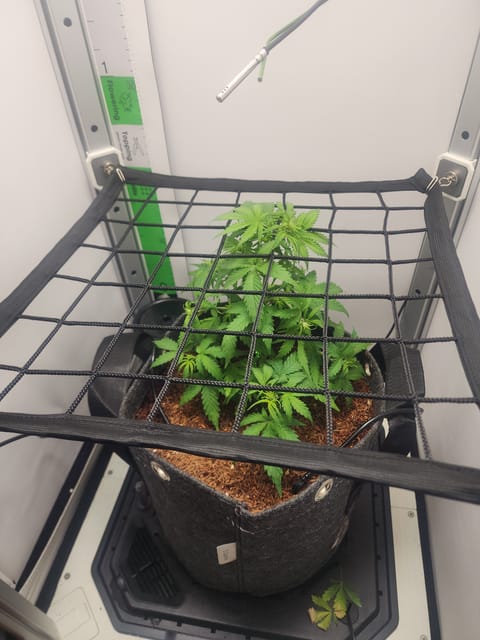 First Auto Grow — vegetative, day 50