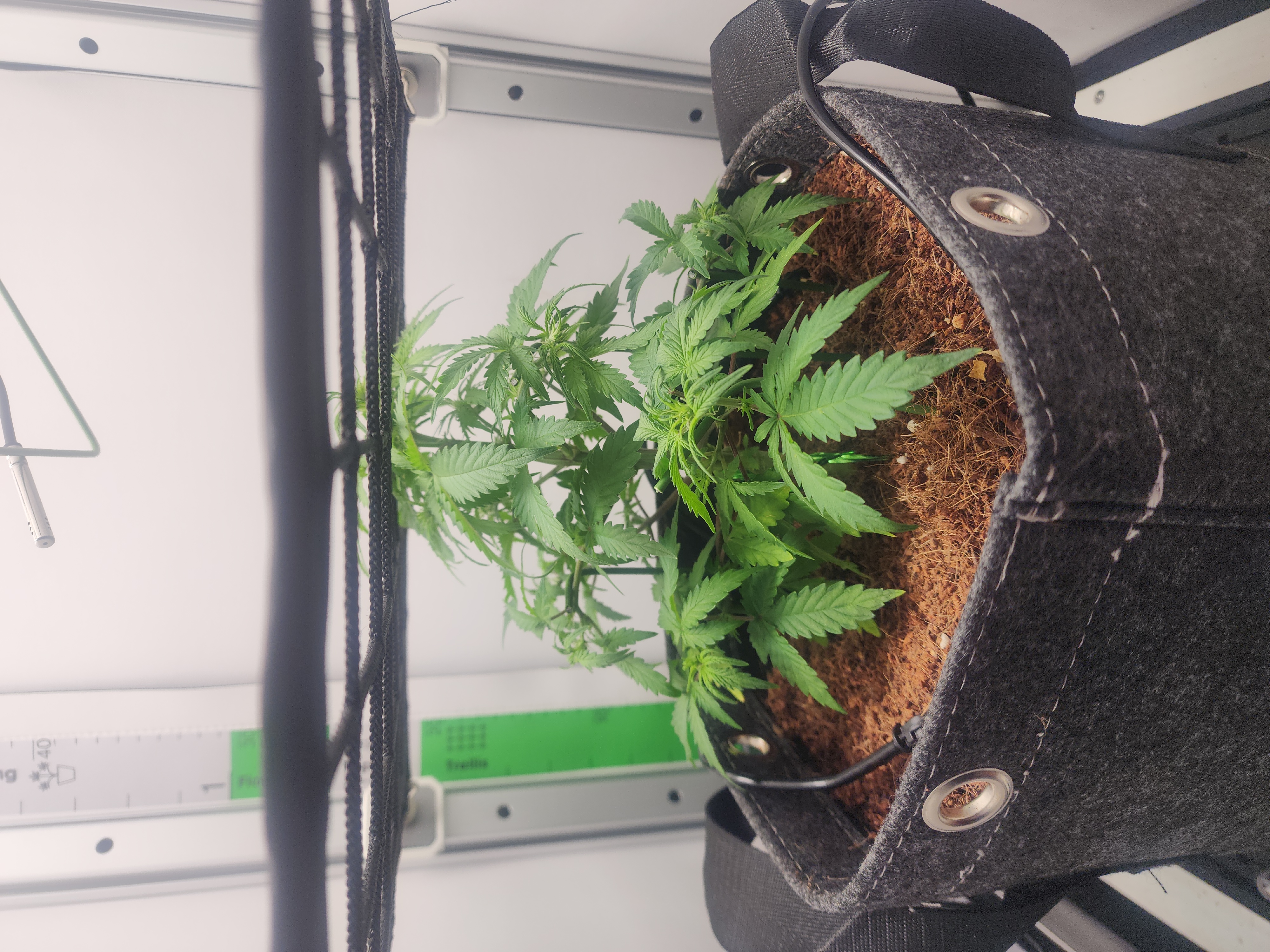 First Auto Grow — vegetative, day 50