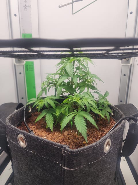 First Auto Grow — vegetative, day 50
