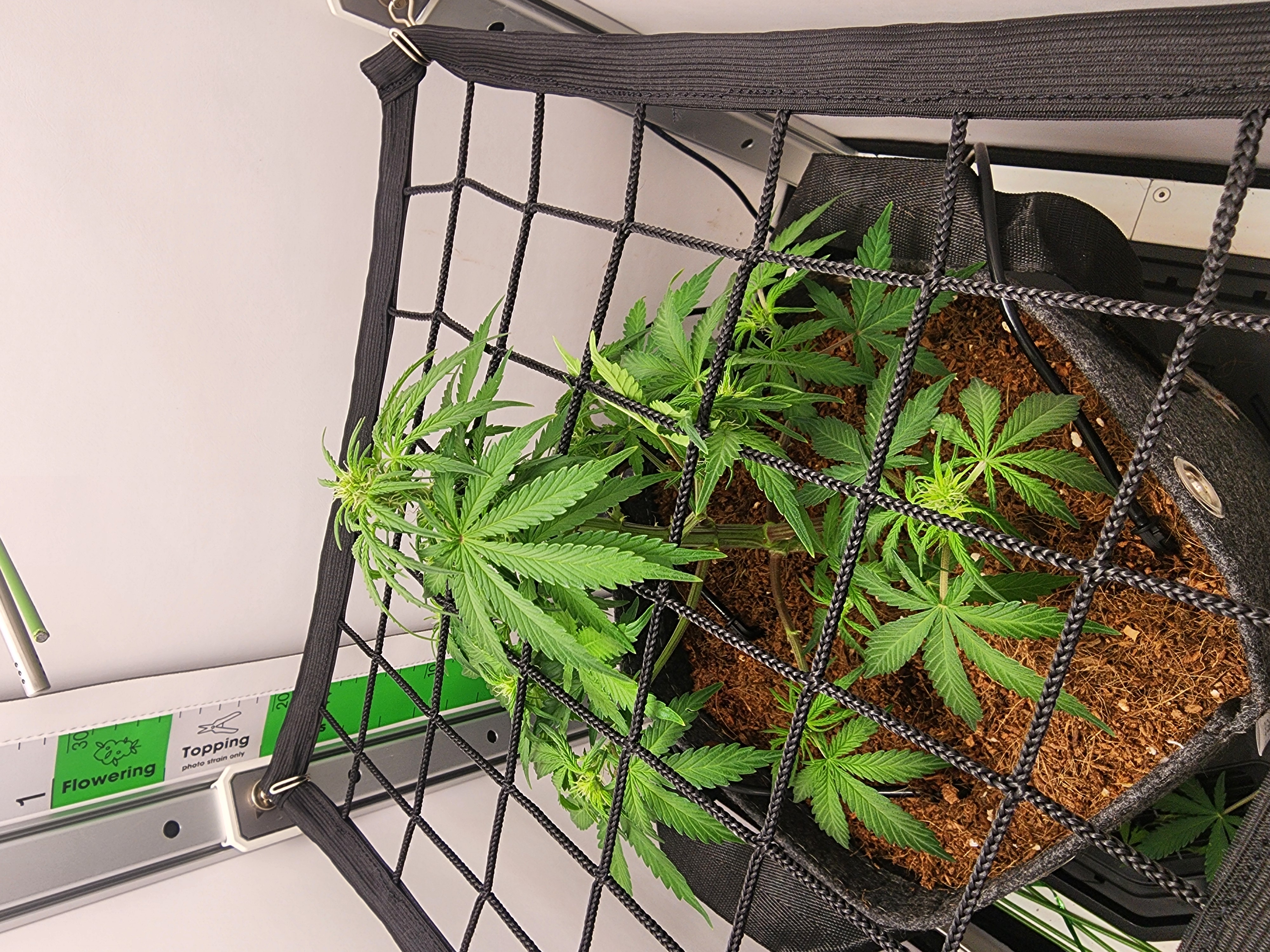 First Auto Grow — none, day 54