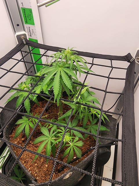First Auto Grow — none, day 54