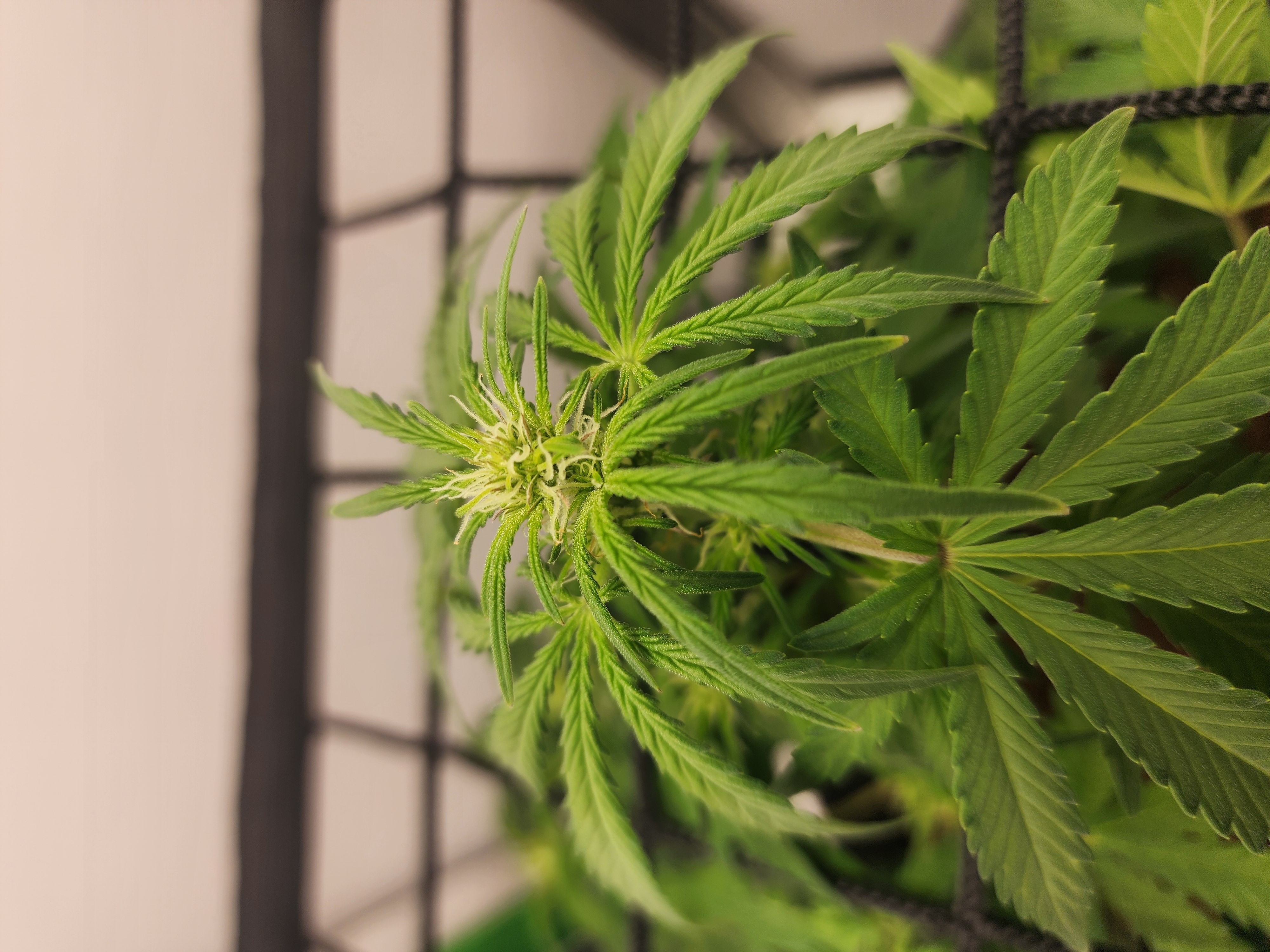 First Auto Grow — none, day 54