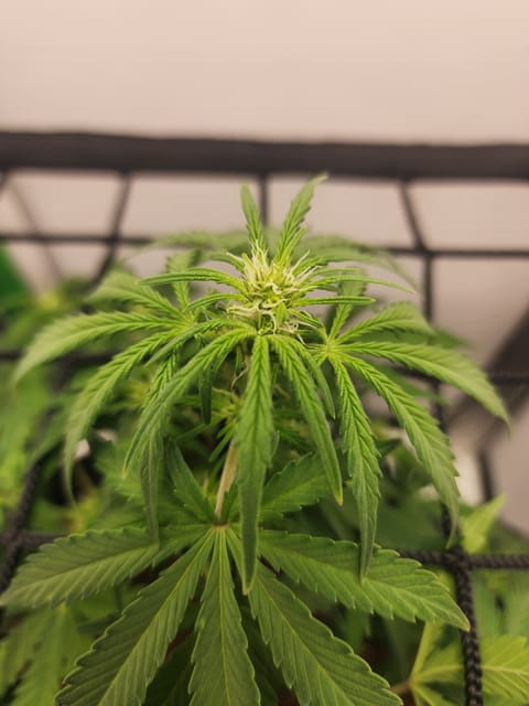 First Auto Grow — none, day 54
