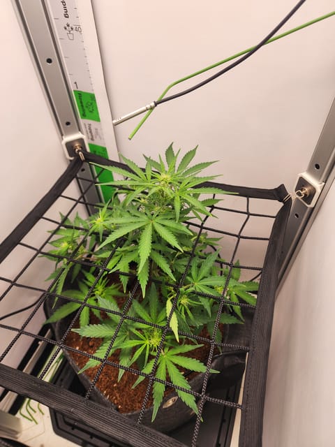 First Auto Grow — auto, day 56