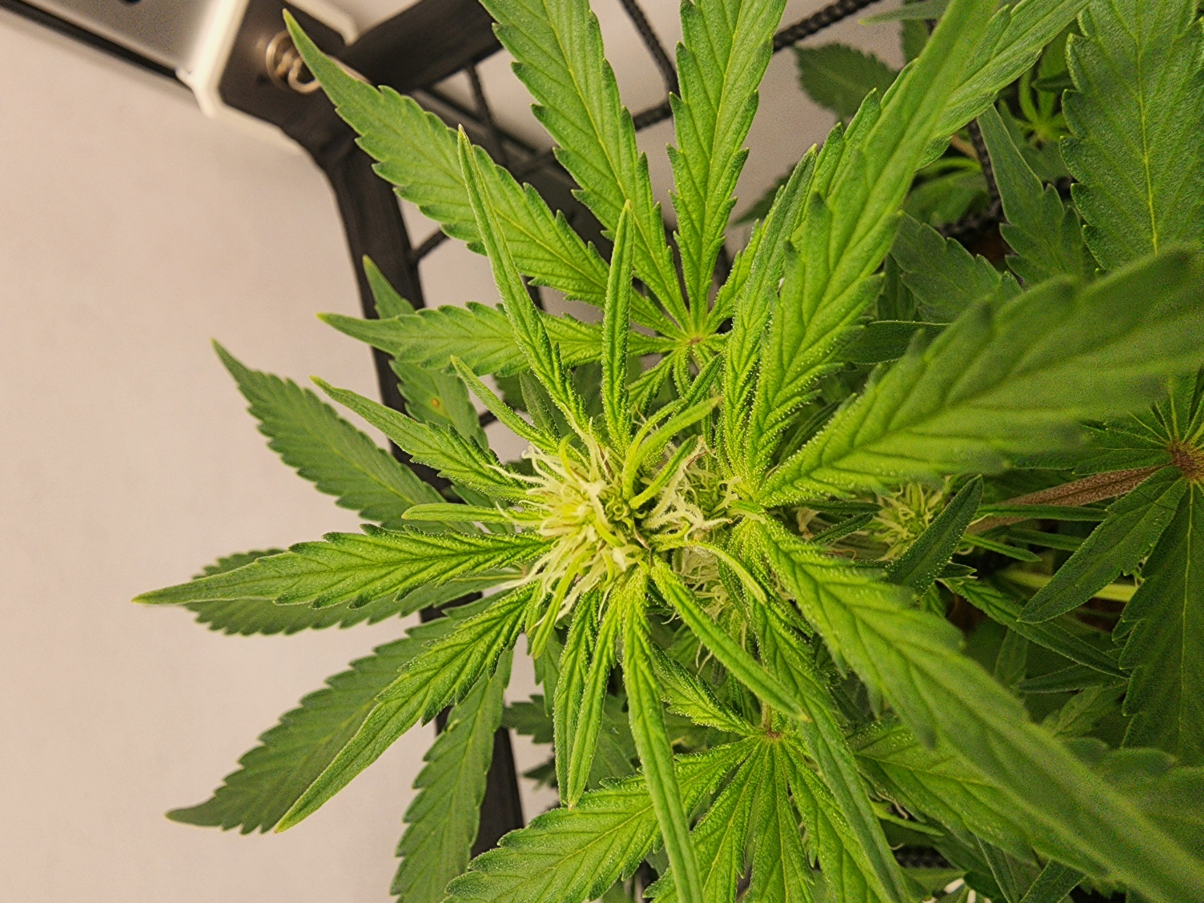 First Auto Grow — auto, day 56