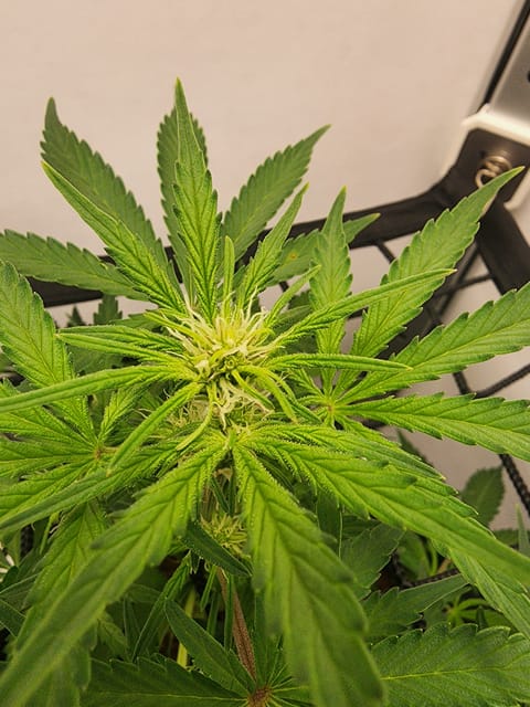 First Auto Grow — auto, day 56