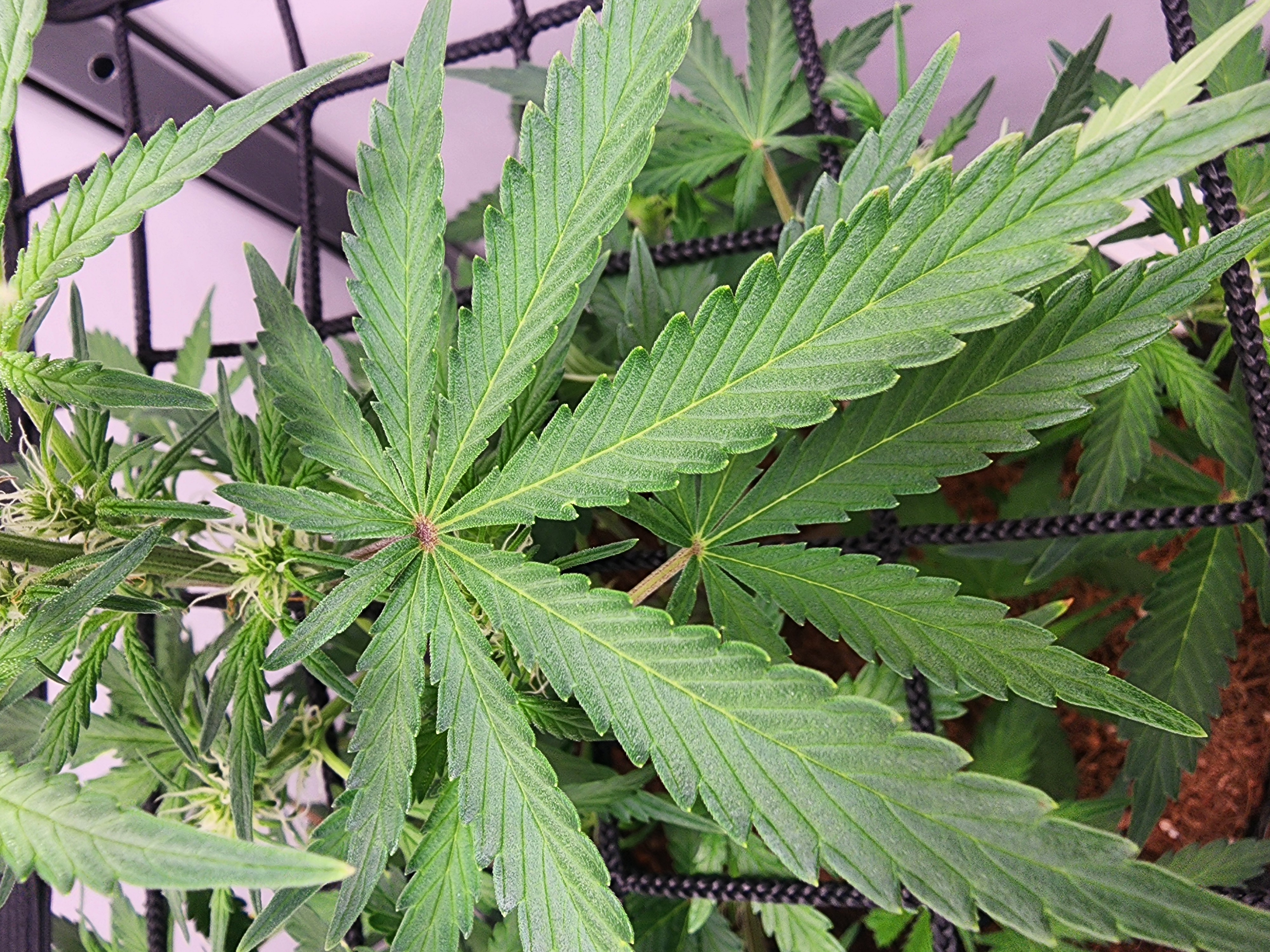 First Auto Grow — auto, day 56