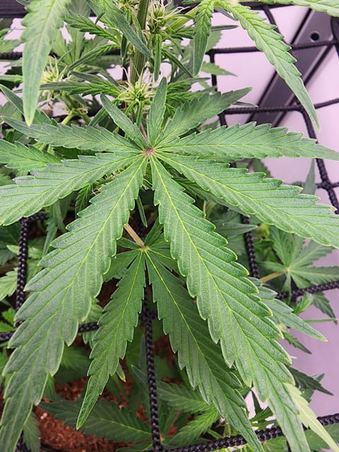 First Auto Grow — auto, day 56