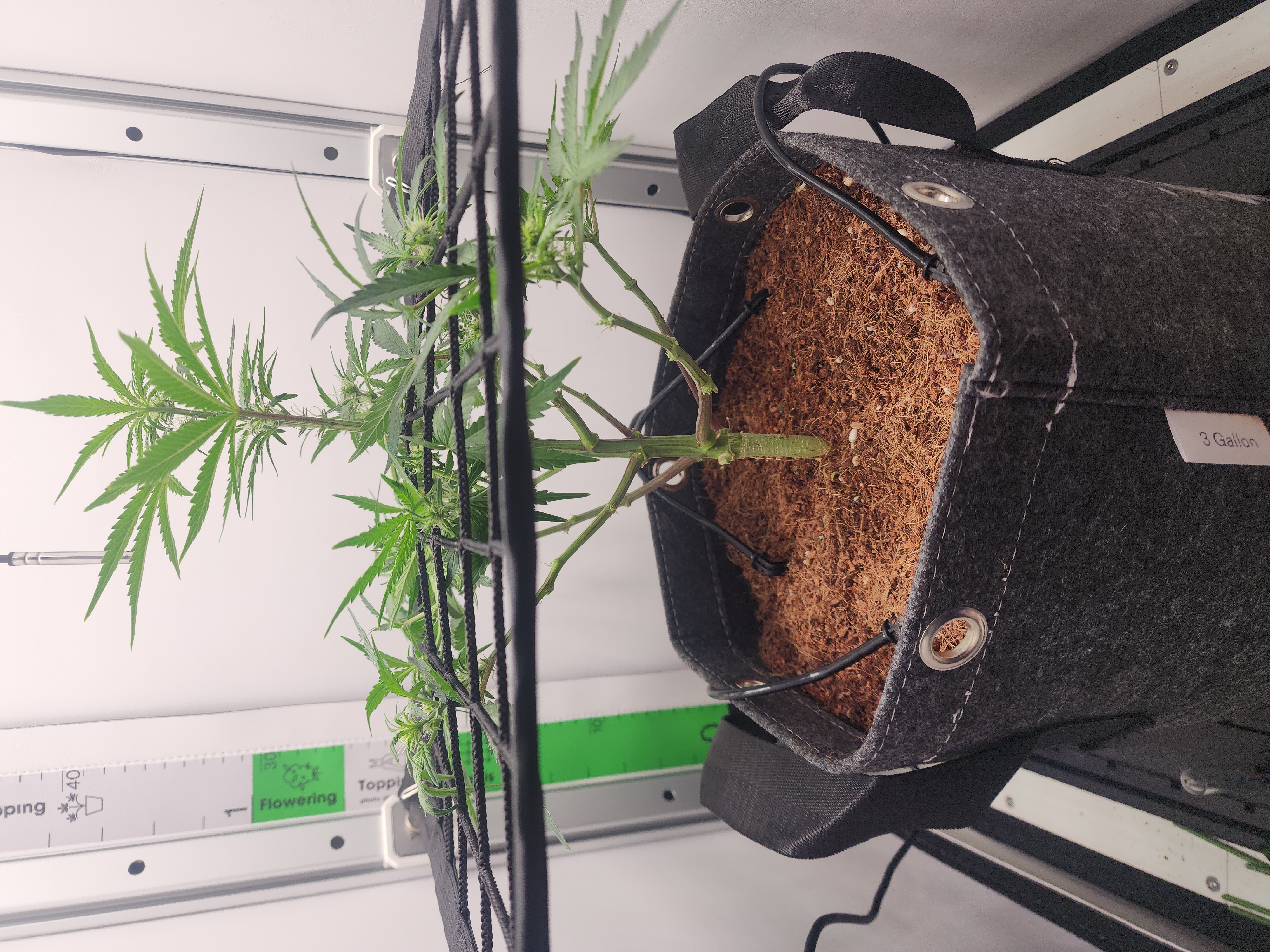 First Auto Grow — auto, day 57