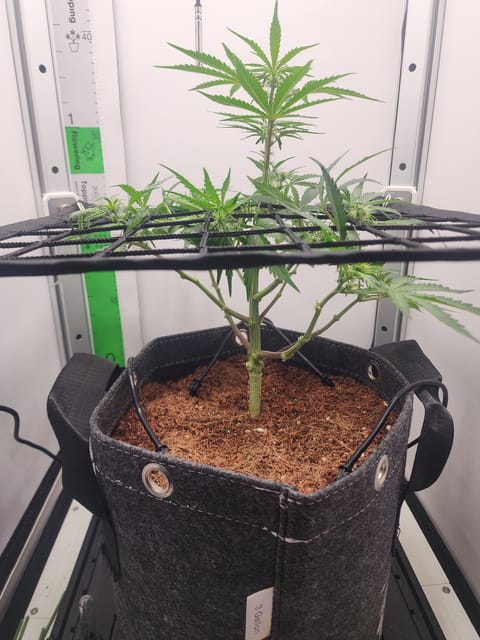 First Auto Grow — auto, day 57