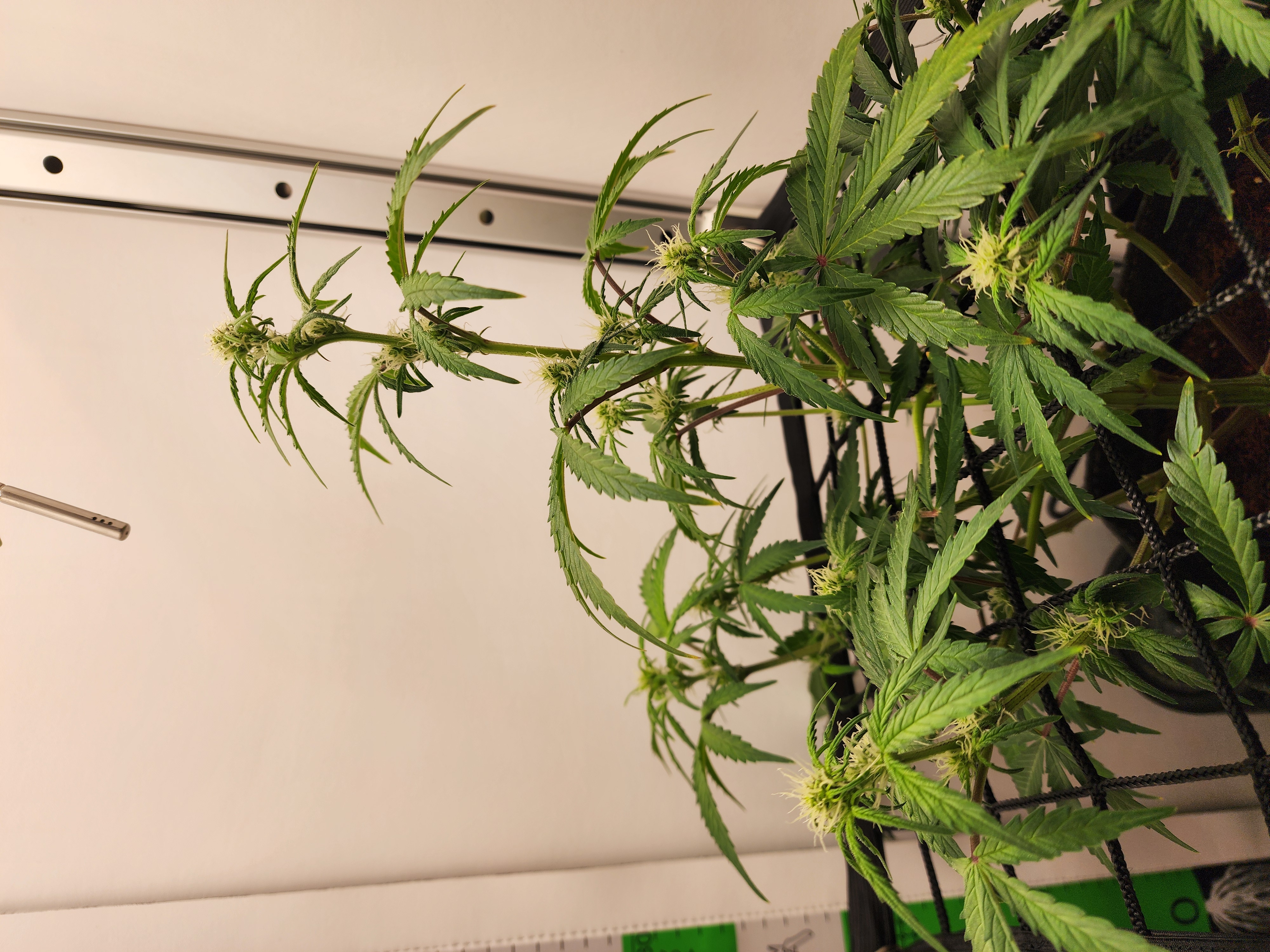 First Auto Grow — auto, day 61