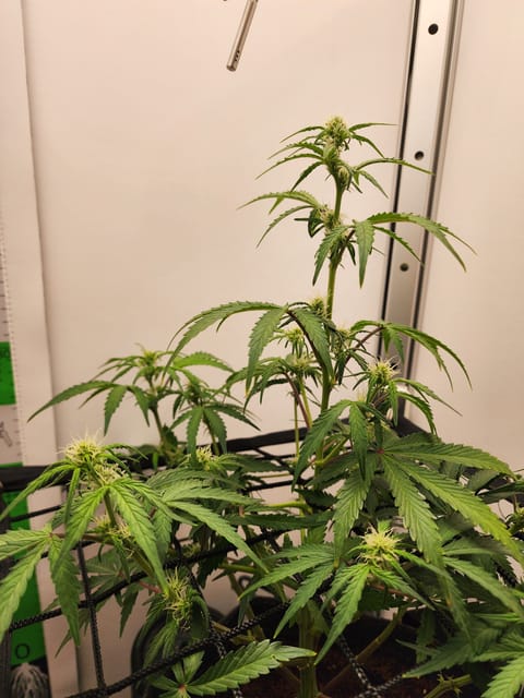 First Auto Grow — auto, day 61