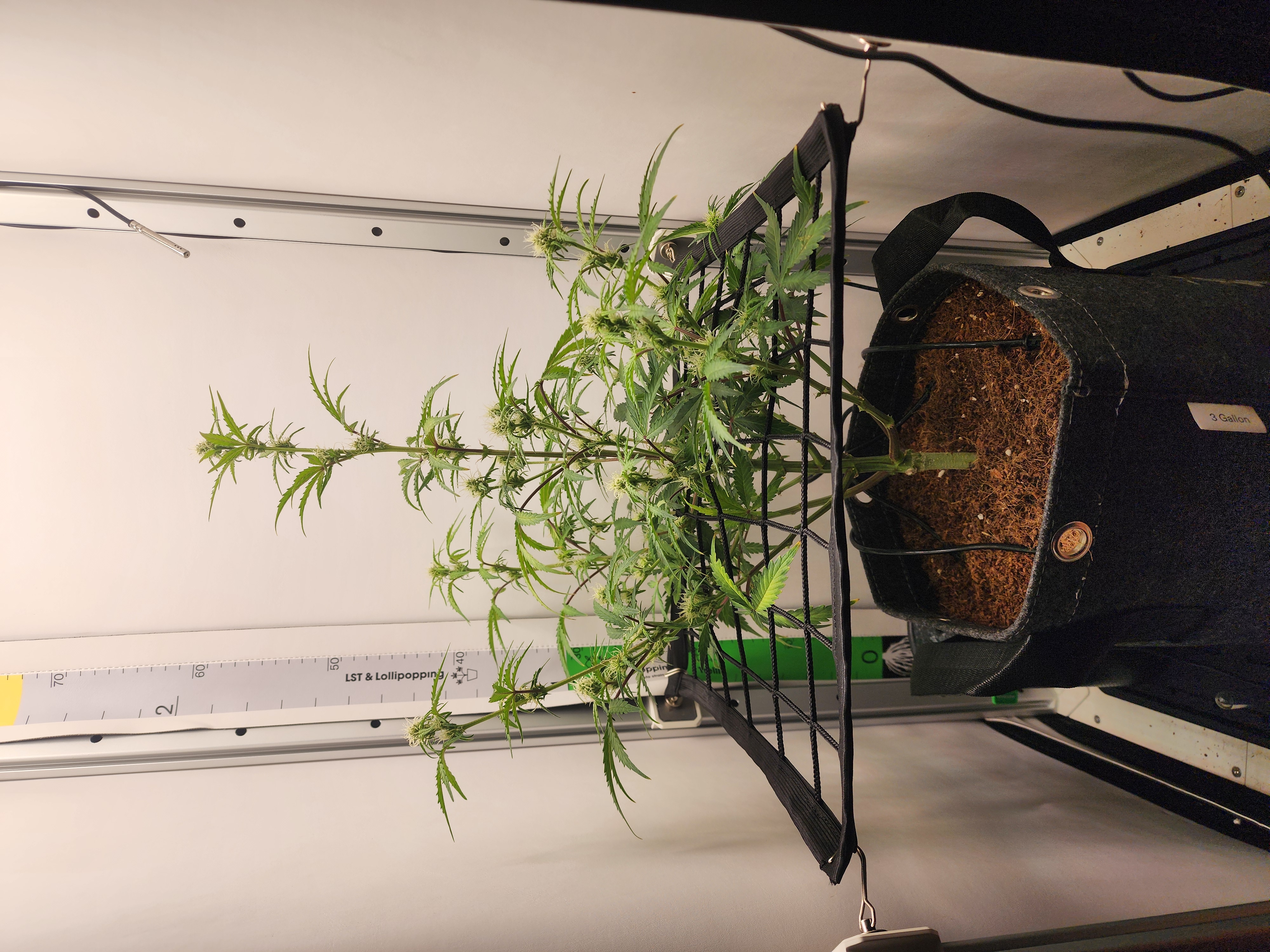 First Auto Grow — auto, day 66