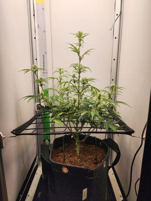 First Auto Grow — auto, day 66
