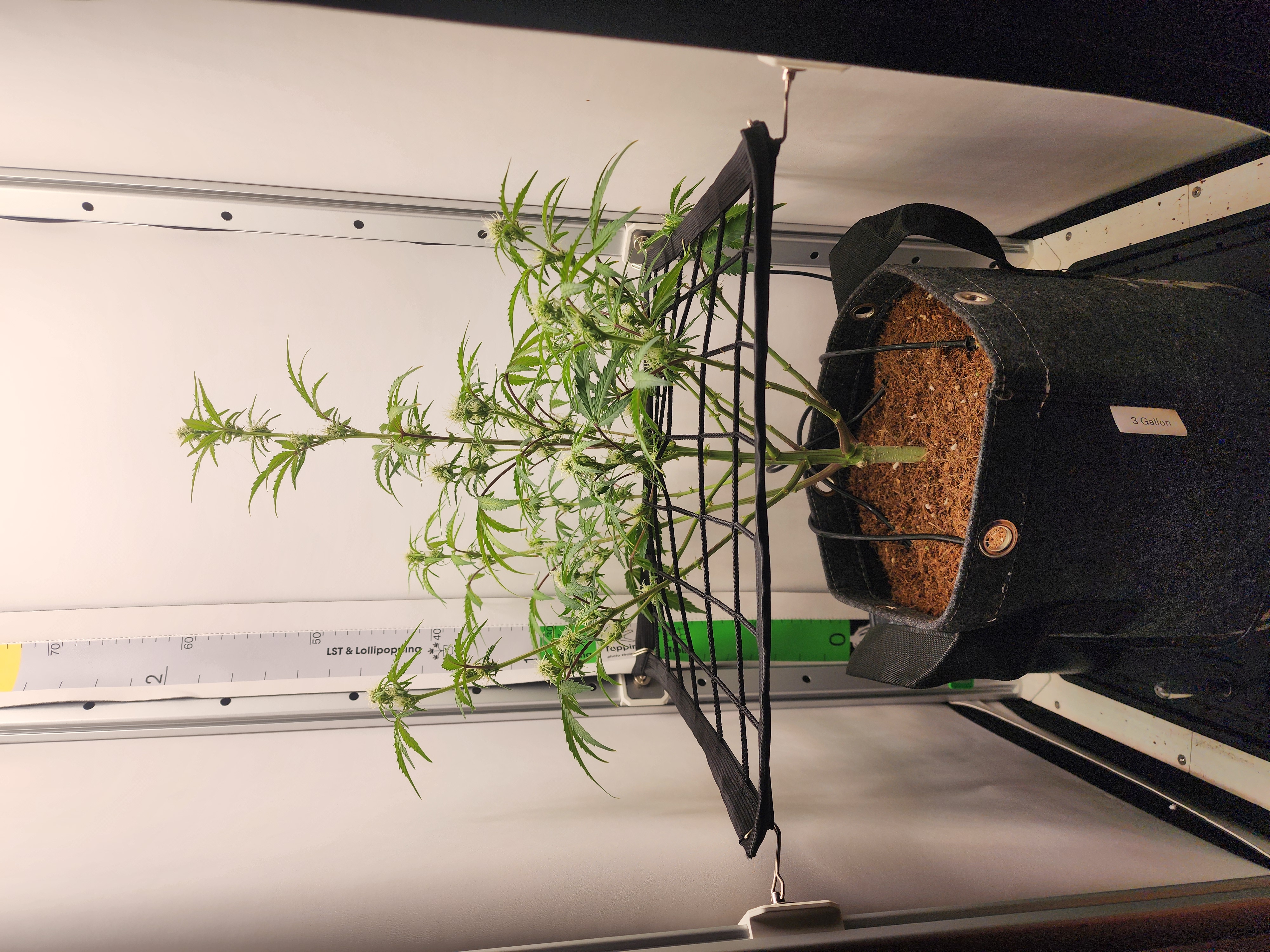 First Auto Grow — auto, day 66