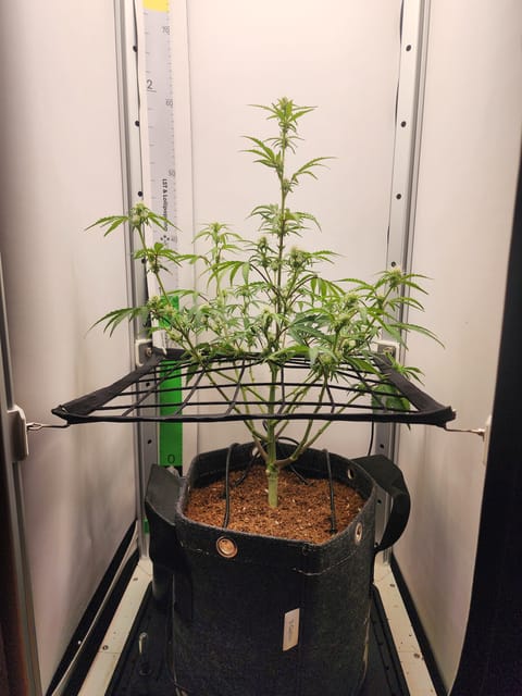 First Auto Grow — auto, day 66