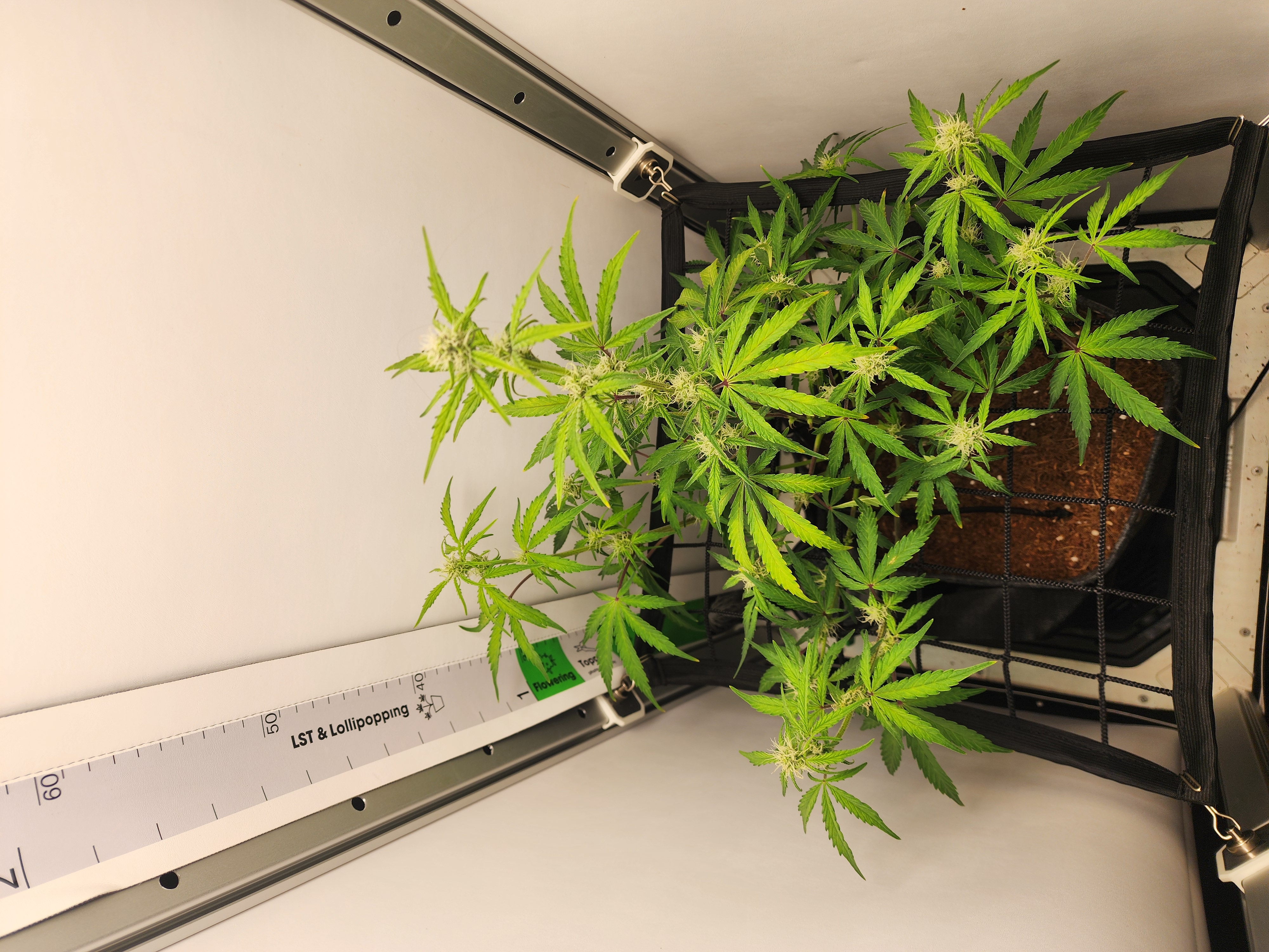 First Auto Grow — auto, day 66