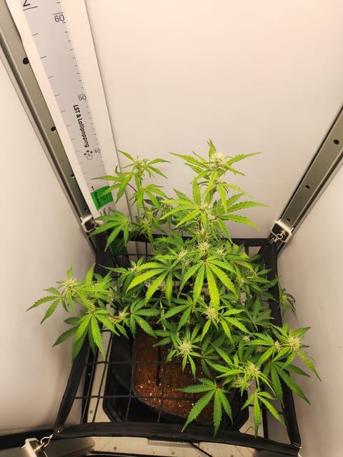 First Auto Grow — auto, day 66