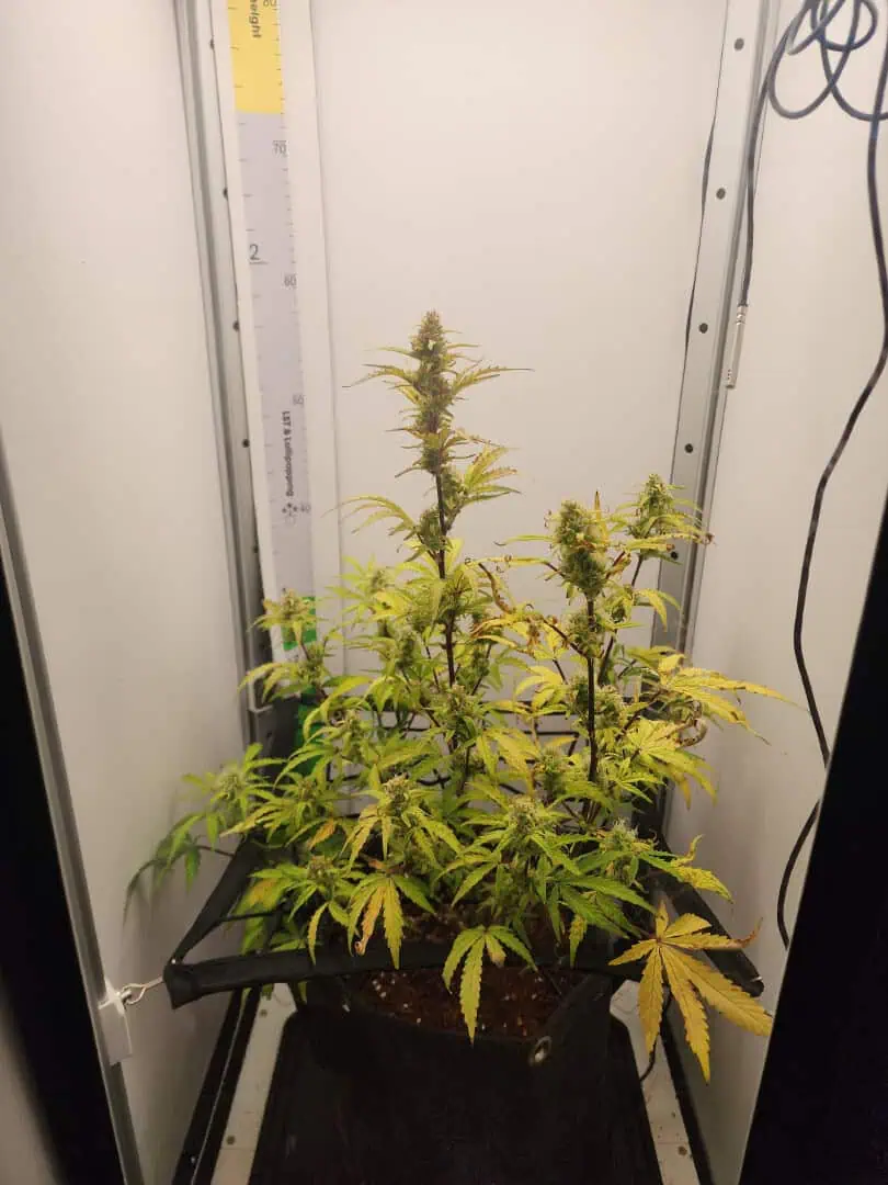 First Auto Grow — auto, day 81
