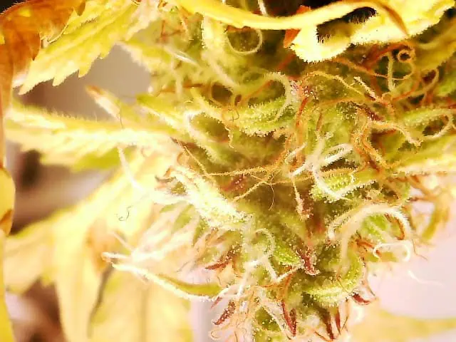 First Auto Grow — auto, day 92