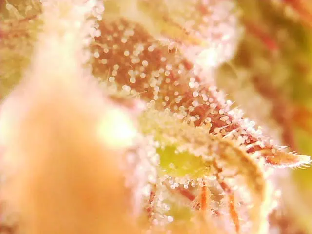 First Auto Grow — auto, day 92