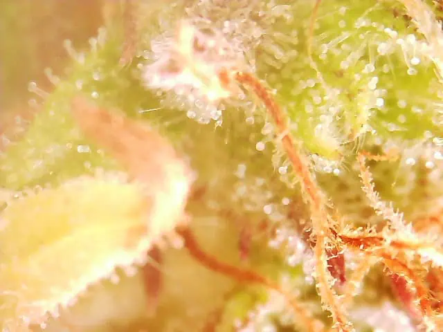 First Auto Grow — auto, day 92