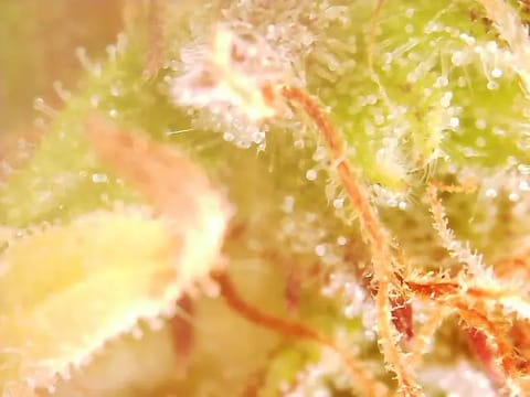 First Auto Grow — auto, day 92