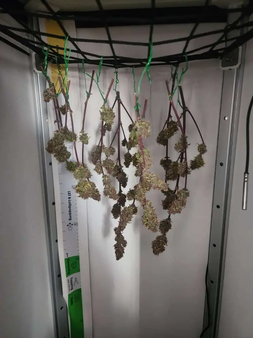 First Auto Grow — harvest, day 97