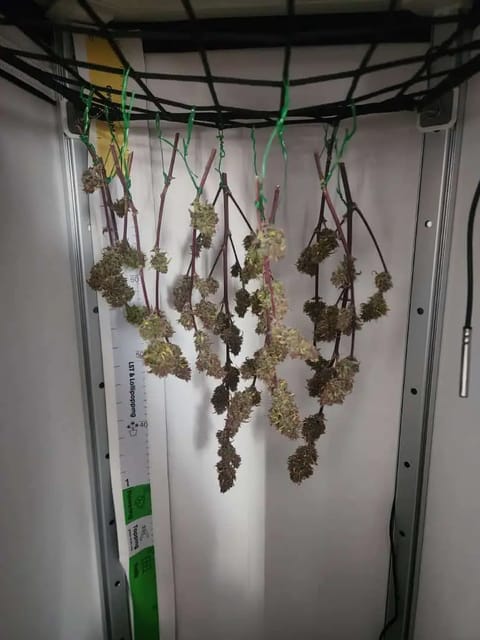 First Auto Grow — harvest, day 97