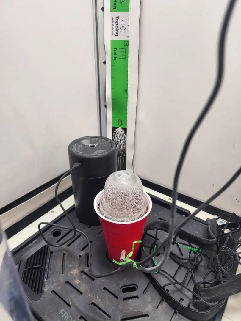 RQS Wedding Gelato — germination, day 9