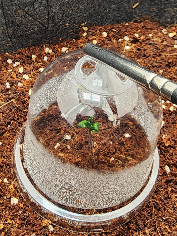 First Auto Grow — germination, day 9