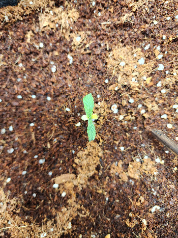 First Auto Grow — germination, day 16