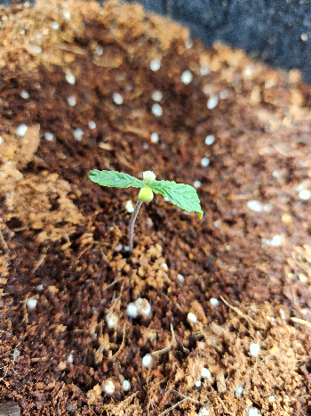 First Auto Grow — germination, day 16