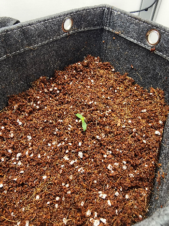 First Auto Grow — none, day 18