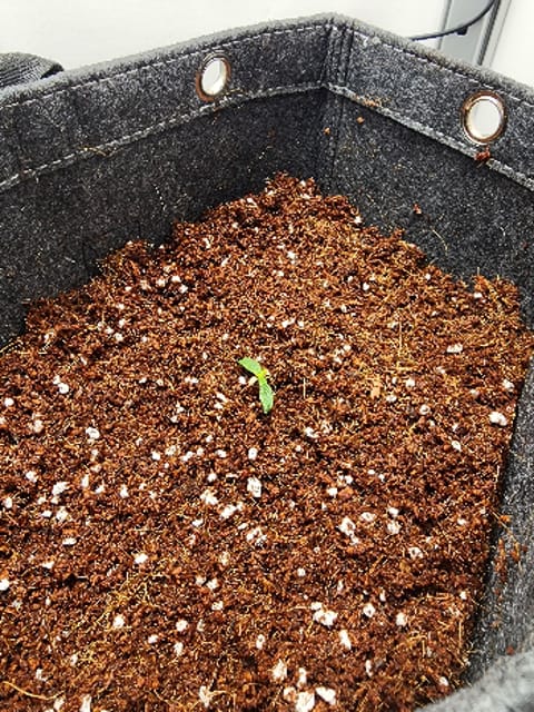 First Auto Grow — none, day 18
